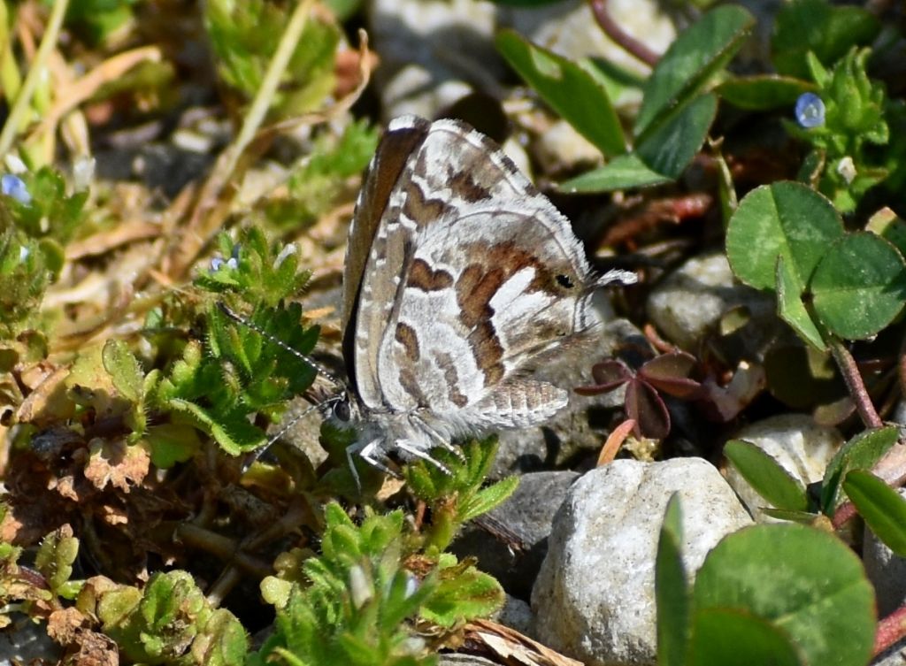 Cacyreus marshalli